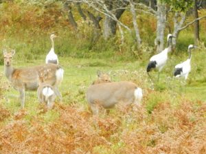 野生生物の楽園・根室